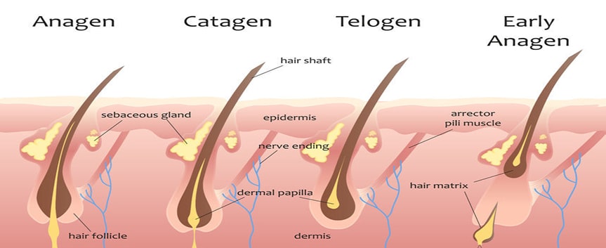 تاثیر چرخه رشد مو بر فرایند لیزر موهای زائد